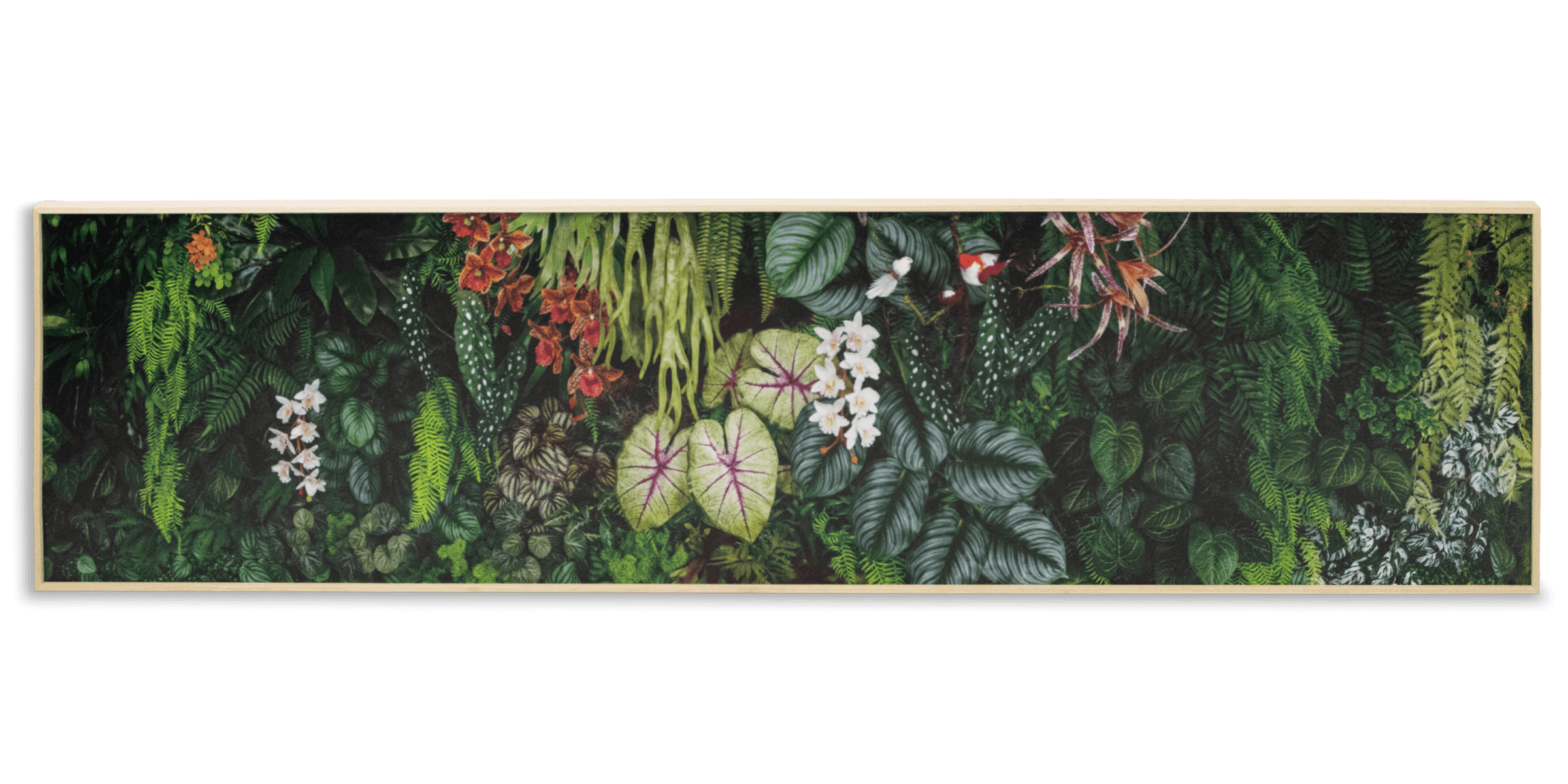 Colourful Outdoor Wall Art Australia Daintree Dreaming Buy Tropical