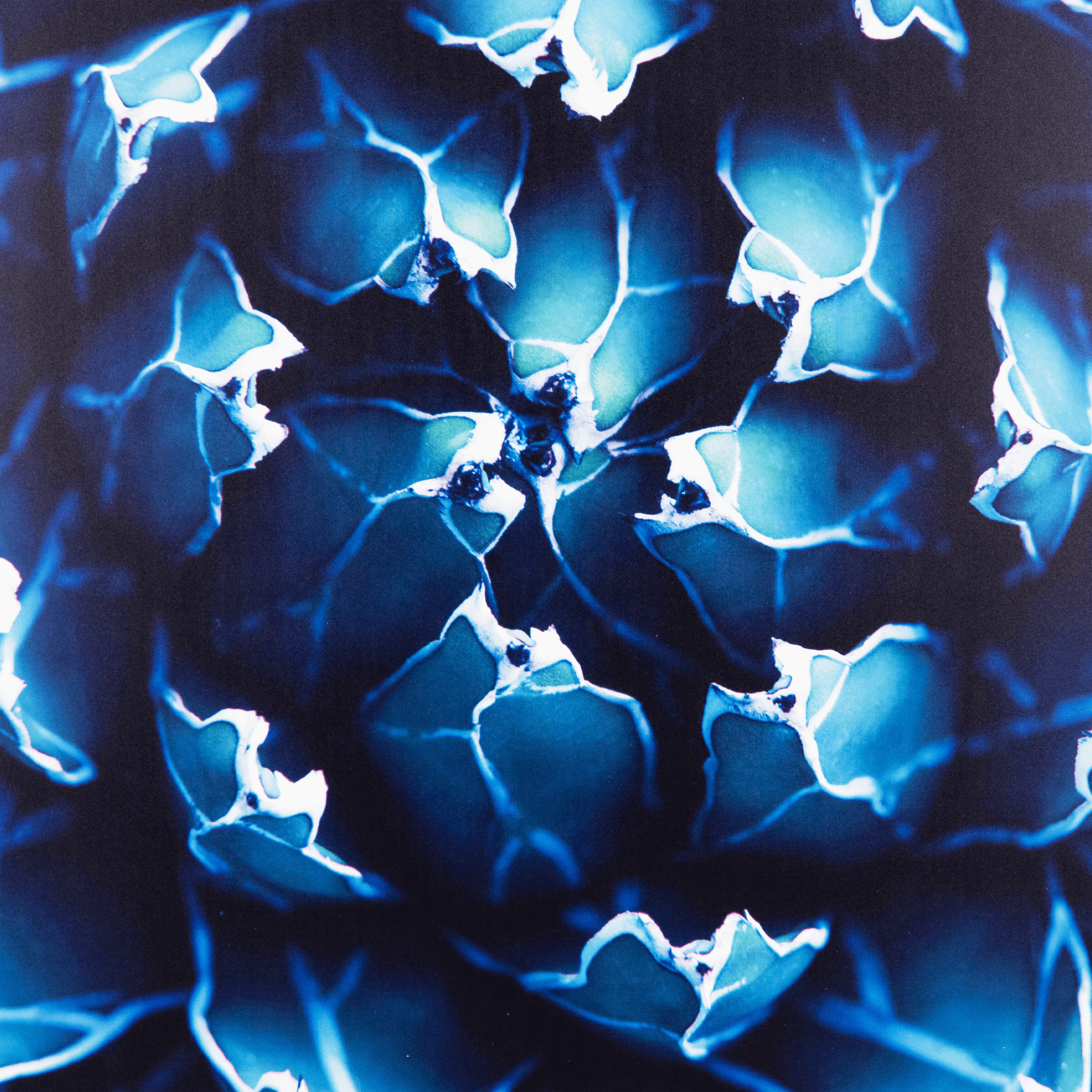 Agave - 70 x 110cm Outdoor UV Wall Art with Beech Aluminium Frame