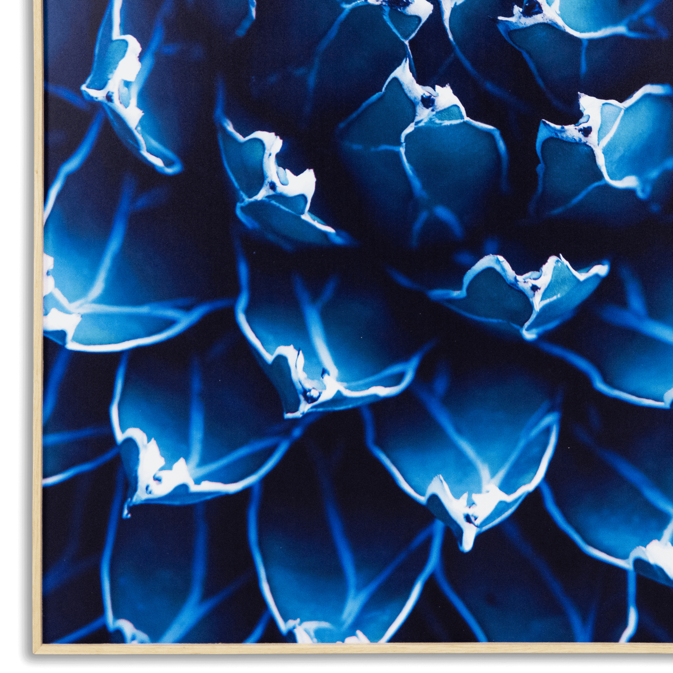 Agave - 70 x 110cm Outdoor UV Wall Art with Beech Aluminium Frame